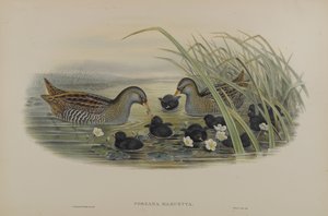 ポルザナマルエッタ-斑点クレーン 作： John Gould